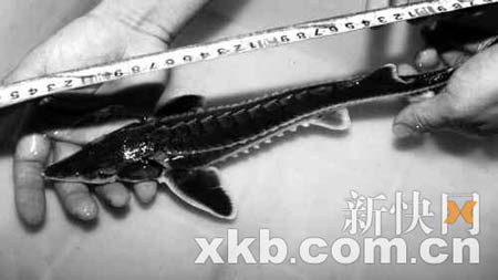 重庆“疑似野生中华鲟”被专家否定(图)